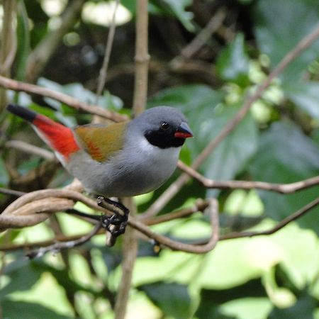 Kingfisher Country House Wildernis Esterno foto