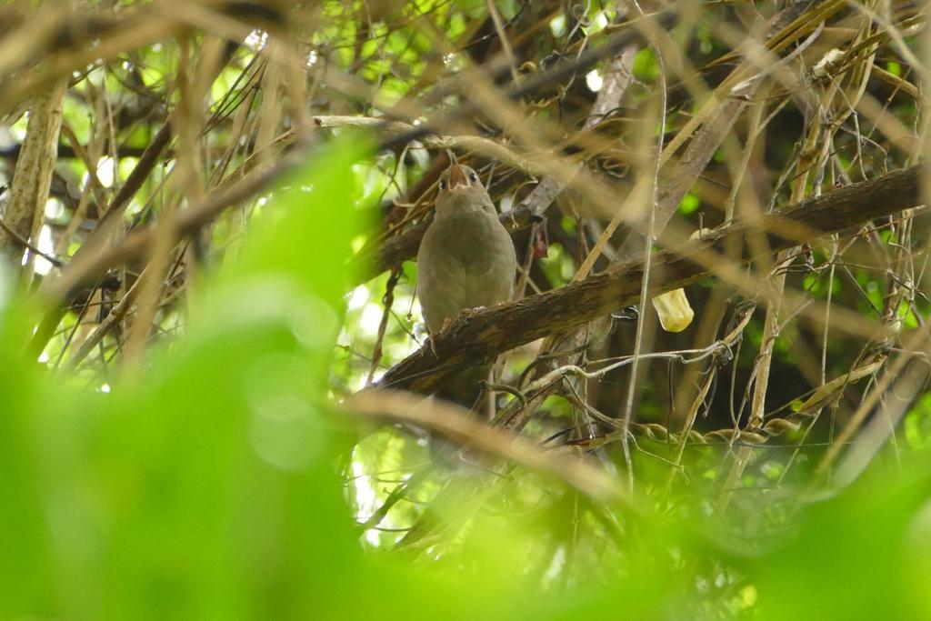 Kingfisher Country House Wildernis Esterno foto